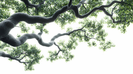 Obraz premium Isolated relax tree branches close-up blur backgrounds on transparent 3d render png. Arboreal. Illustration