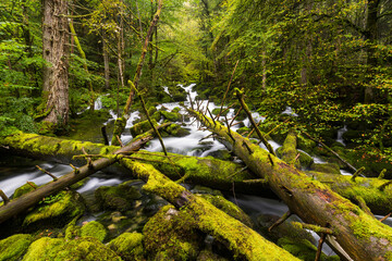 moosbedeckte Bäume, Zufluss der Orbe, Vallorbe, Waadt, Schweiz