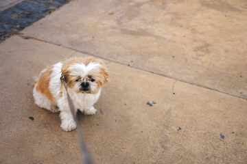 A small Shih Tzu white and brown dog is sitting on the sidewalk. The dog is wearing a leash and he is looking at something. Pets concept.