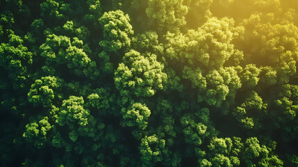 incredible dense lush forest