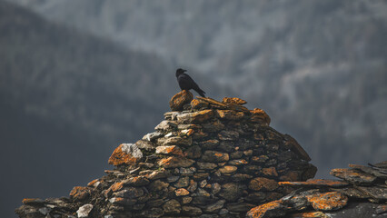 A Carrion Crow (Corvus Corone) On A Stone Wall