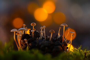 Fototapeta premium Cute mushrooms growing on a pine cone. Nature background.