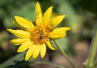 Closeup of a Sunflower in Morning Light. Public Park, Fishers, Indiana. Summer. 