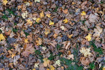 maple leaf on meadow in autumn