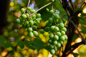 Fresh green grapes growing in a vineyard during late afternoon sunlight