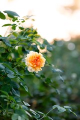 Orange Flower in the Garden