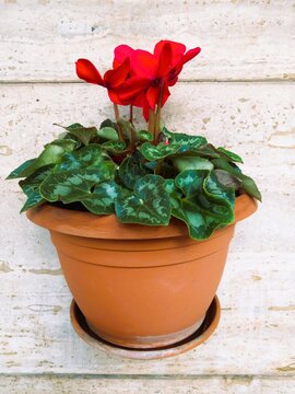 brown pot with red flower on marble wall background