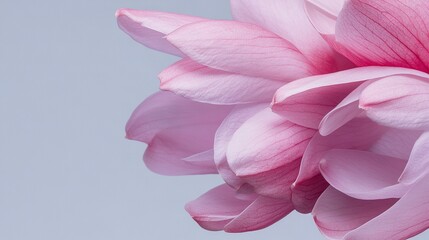 Fototapeta premium A close-up of a pink flower against a gray background with a light blue sky in the background