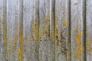 weathered wooden wall with common orange lichen