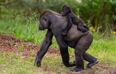 Mother gorilla with baby in forest