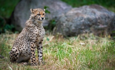 Young cheetah in grassy field © Wirestock