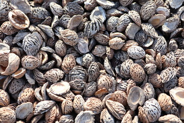 Mulching material from peach seeds was laid on the ground near the plants