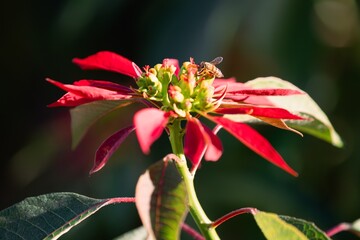 Bee on a Poinsettia