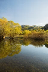 Fototapeten Mediterranes Europa Weiden in einem Tümpel bei Nikšić, Montenegro  © Rainer Mirau