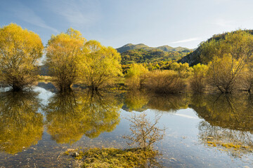 Weiden in einem Tümpel bei Nikšić, Montenegro