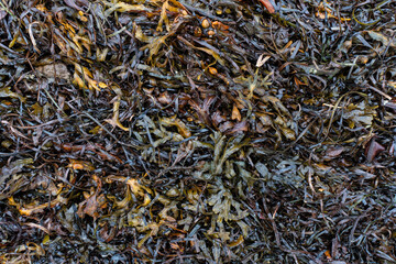 seaweed and seagrass at the Baltic Sea coast