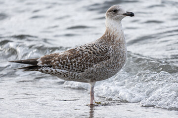 European herring gull (Larus argentatus) on Baltic Sea beach