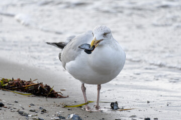 European herring gull (Larus argentatus) on Baltic Sea beach