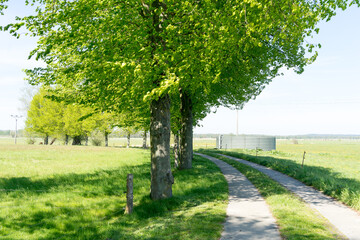 Rural street in Mecklenburg Vorpommern Usedom landscape in summer, peninsula Northern Germany