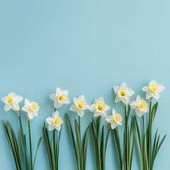 Composition of spring flowers, daffodil flowers on light blue background. Easter, Valentine's Day, Women's Day, Mother's Day postcard. Flat lay, top view, copy space, place for text. Square