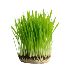 green grass isolated on white background