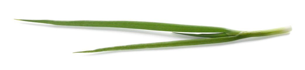 Fresh ripe green onion isolated on white