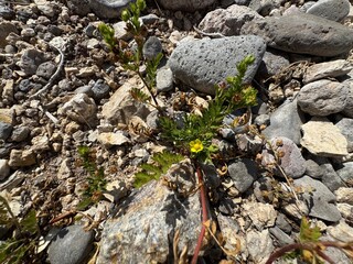 Potentilla norvegica blooms yellow among stones. Close-up. It is a species of cinquefoil known by the common names rough cinquefoil, ternate-leaved cinquefoil, and Norwegian cinquefoil.
