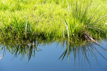 Moor plants in the nature reserve, moor protection is climate protection, they store CO2 and are important for the environment