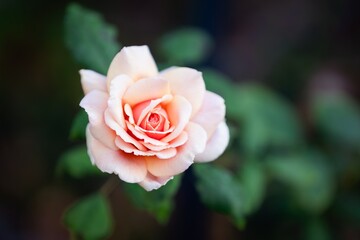 pink rose