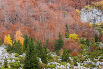 Wald, Prokletije Berge, Gusinje, Montenegro © Rainer Mirau