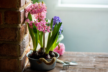Kid's environmental project at home for ecology school lesson. Environment protection, eco friendly lifestyle. Growing bulbous hyacinth flowers in a pot on a windowsill. Spring gardening concept