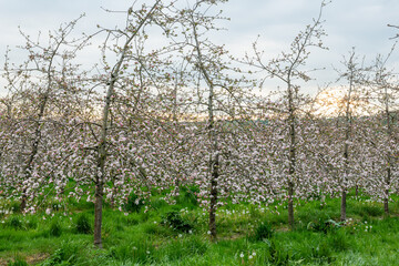 Apple blossom in a modern cider orchard