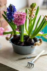 Spring gardening mood. Festive easter simple home decorations. A group of beautiful colourful bright pink and purple blooming bulbous hyacinths in a metal pot on a table in the kitchen.