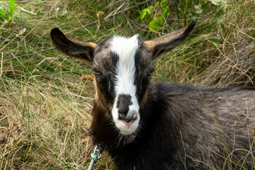 Goat resting in a sunny meadow surrounded by tall grass and greenery