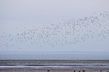 Wildgänse im Flug