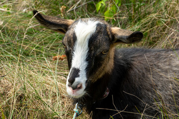 Goat relaxing in the grass on a sunny afternoon in a rural area