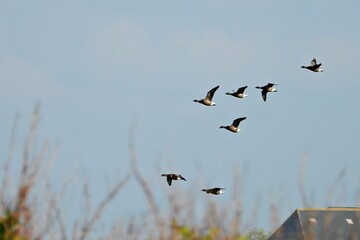 Wildgänse im Flug