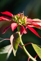 Bee on a poinsettia