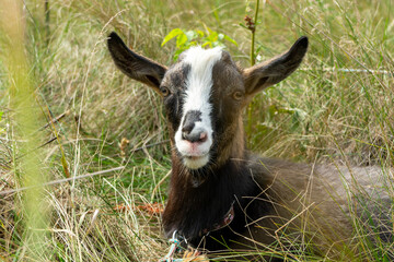 Goat resting in a field during a sunny afternoon in rural countryside