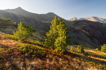 Kiefern nahe Valusnica, Prokletije Berge, Gusinje, Montenegro