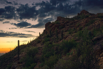 Twilight descends upon a rugged desert hillside adorned with tall Saguaro cacti, set against a dramatic cloud-filled sky and a glowing sunset, evoking a tranquil and wild natural landscape atmosphere.