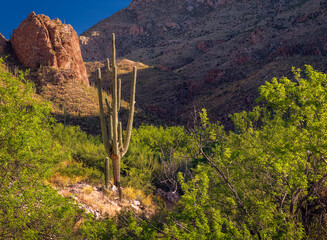 A scenic desert landscape featuring a tall Saguaro cactus surrounded by dense greenery and rugged mountains, set against a clear, vibrant blue sky.