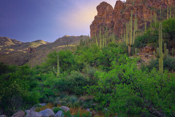 Explore a serene desert landscape filled with Saguaro cacti under a vibrant, setting sun. Tranquil and picturesque, this view showcases the beauty and natural splendor of desert environments.