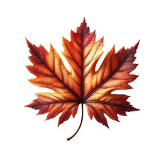 Detailed Autumn Maple Leaf in Vibrant Red and Orange Tones Isolated on White Background	