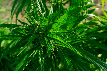 Close-up view of healthy cannabis plant leaves in a garden setting