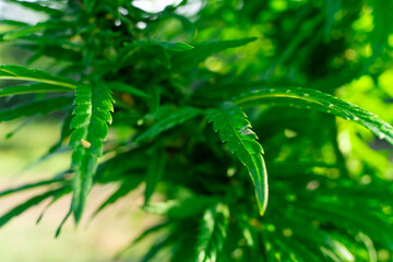 Green cannabis leaves glistening in sunlight among lush vegetation
