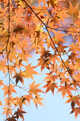 オレンジ色に紅葉したカエデのクローズアップ