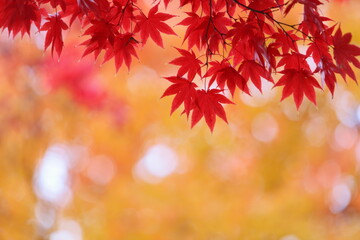 真っ赤に色づいたカエデの葉