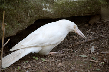 the albino currawong is looking for food