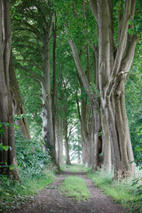 A shaded path winds through a dense, leafy forest, lined by tall, mature trees.  Sunlight filters through the canopy.  Green grass borders the path.